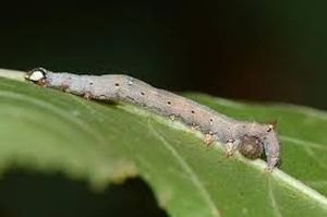 uploads/images/pest/rose  castor semilooper.jpg